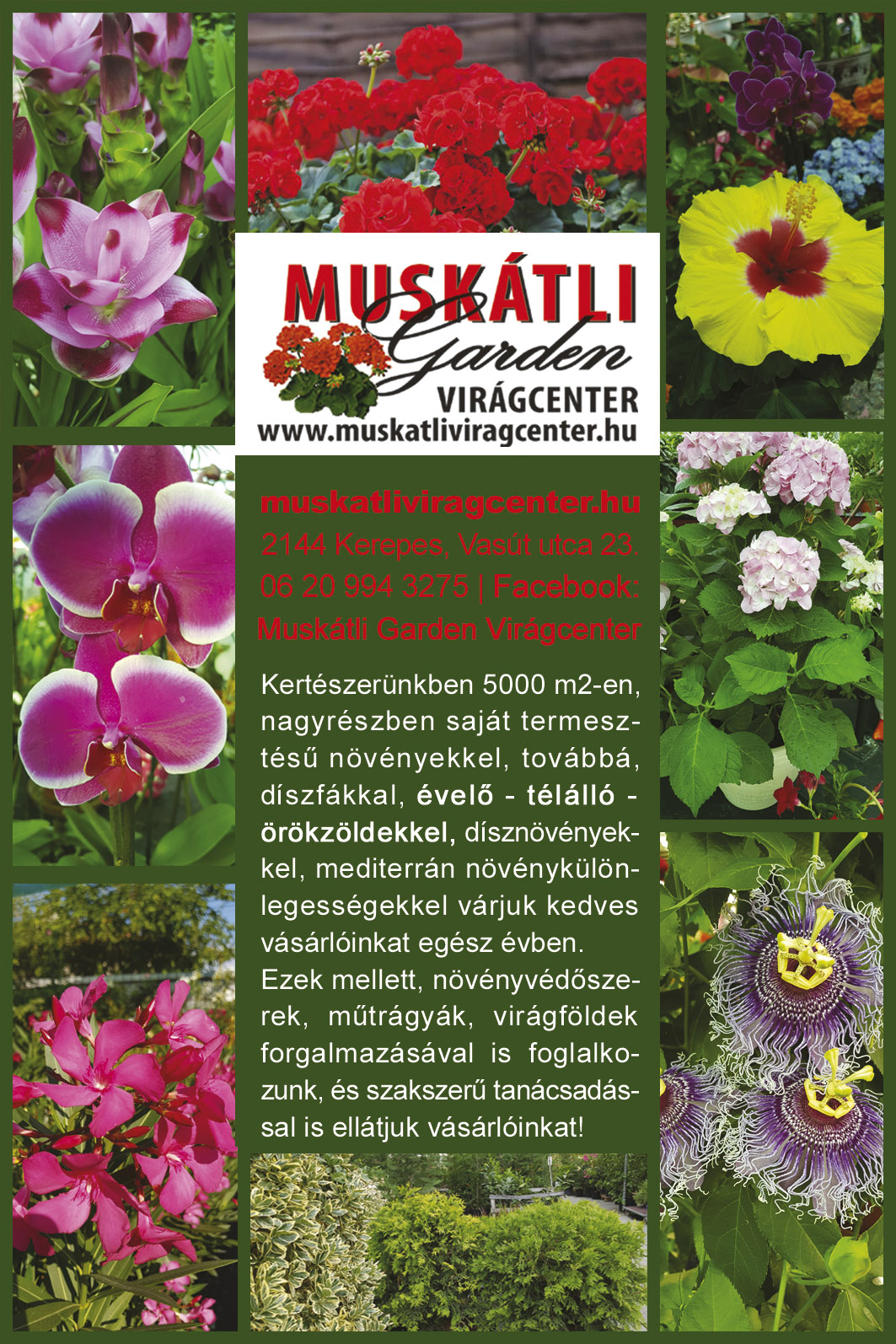DÍSZFA, ÉVELŐ, TÉLÁLLÓ, ÖRÖKZÖLD, DÍSZNÖVÉNY, NÖVÉNYVÉDŐSZER, MUSKÁTLI GARDEN VIRÁGCENTER